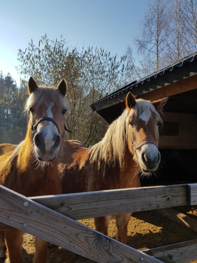 Zwinderen Bij Saar B&B 외부 사진